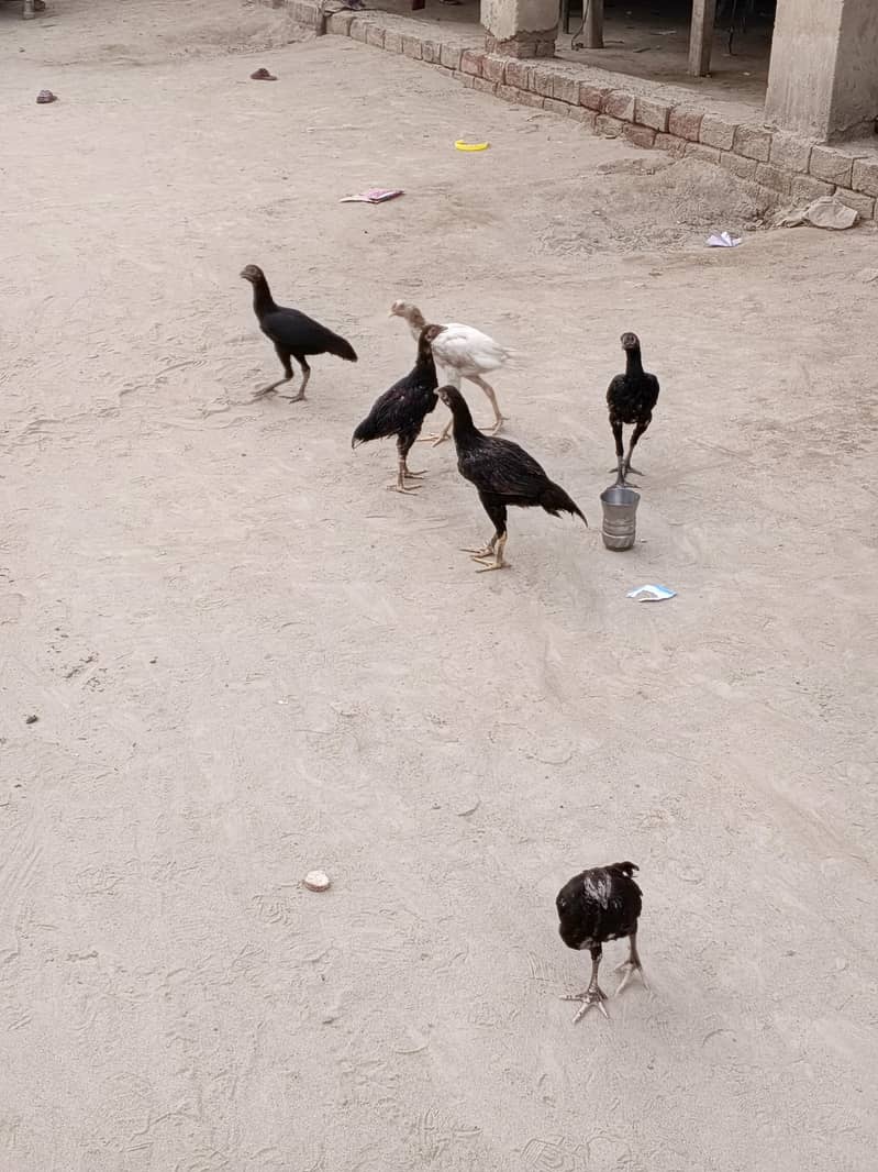 khanpho 9