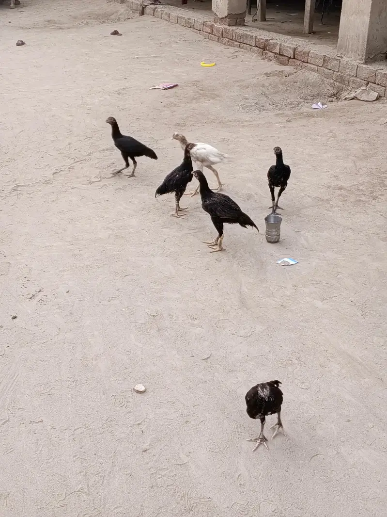 khanpho — photo 10