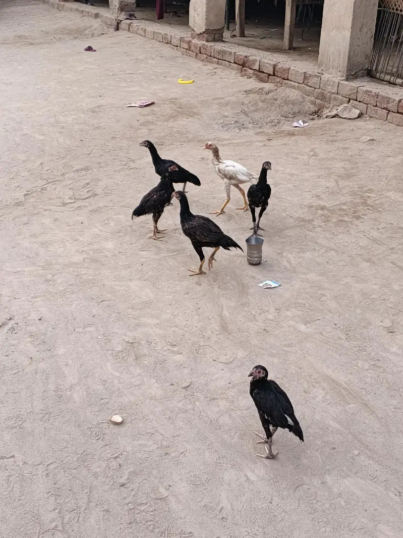 khanpho — photo 11