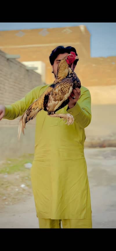 Aseel murga for sale