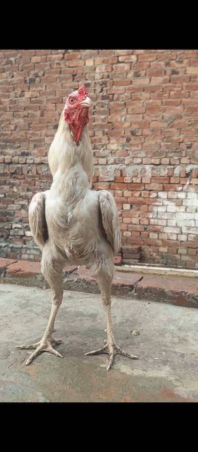 Heera breeder male  03424058759
