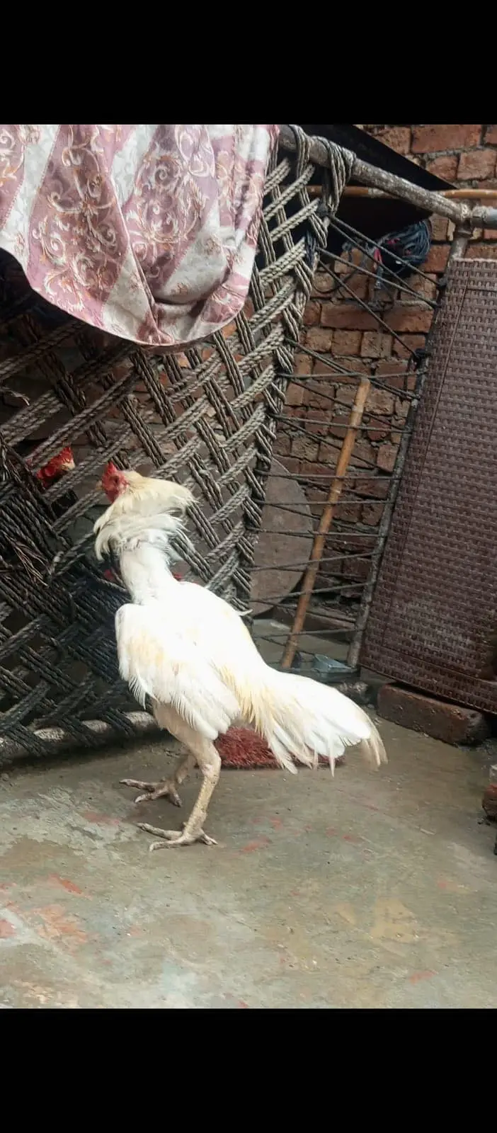 Heera breeder male  03424058759 — photo 2
