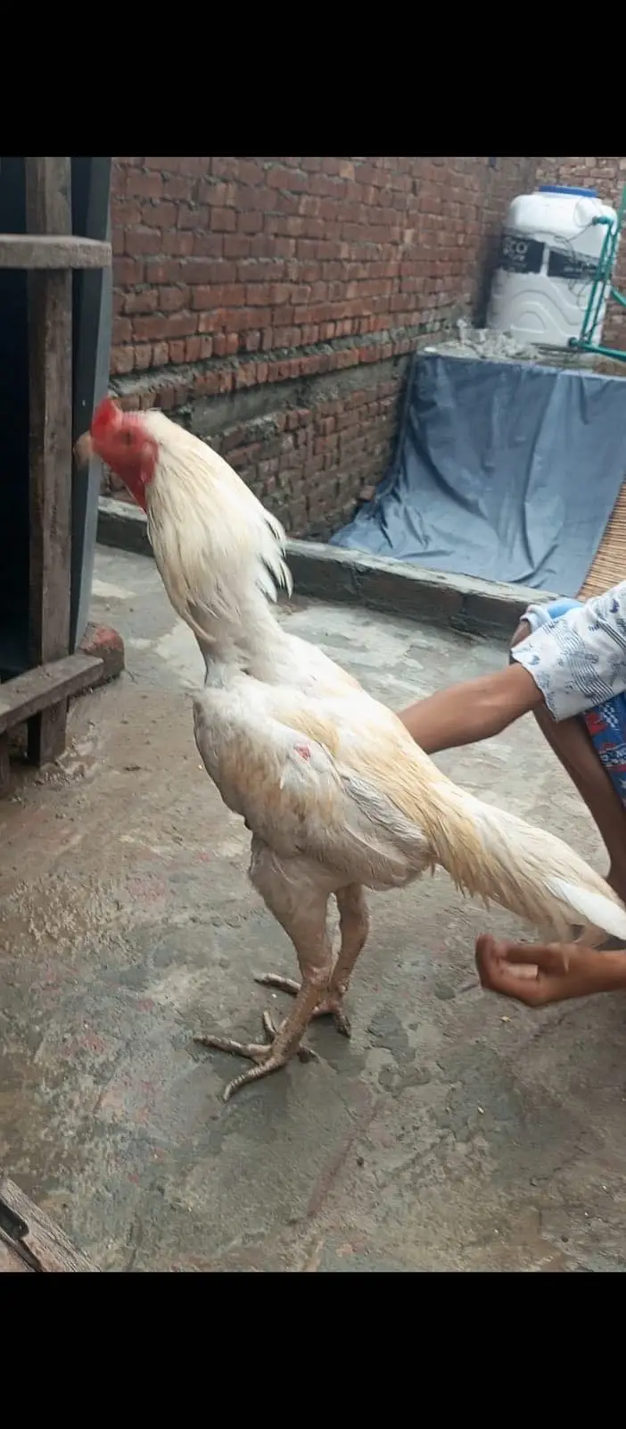 Heera breeder male  03424058759 — photo 3