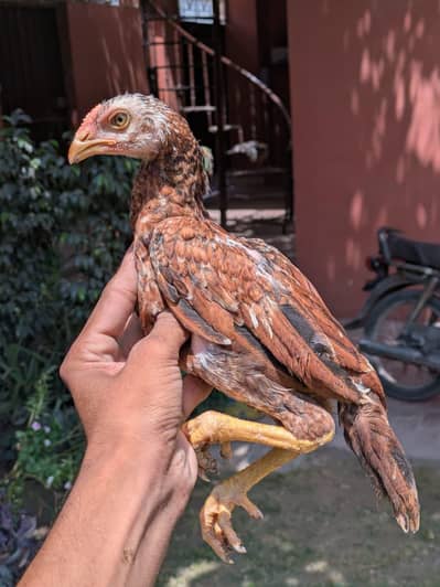 Top High Quality Pure Bloodline Home Breed Aseel Chicks.