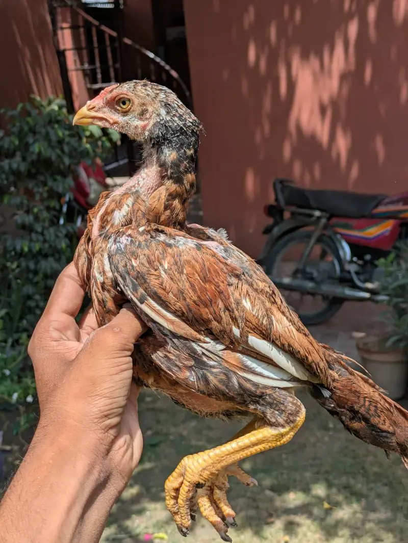 Top High Quality Pure Bloodline Home Breed Aseel Chicks. — photo 2