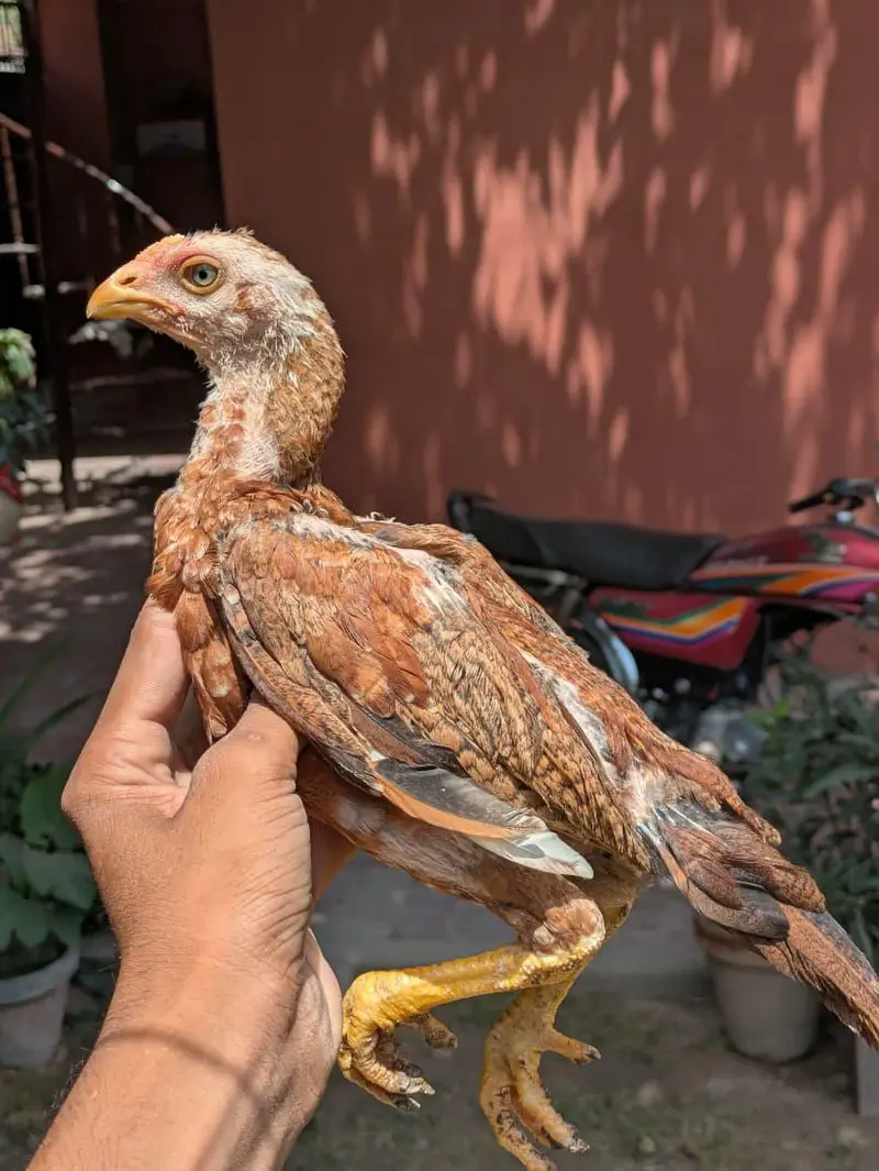 Top High Quality Pure Bloodline Home Breed Aseel Chicks. — photo 3