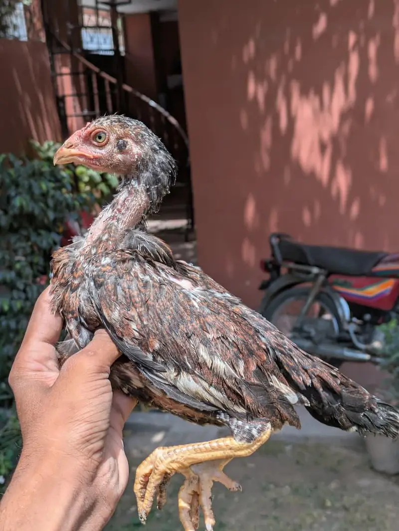 Top High Quality Pure Bloodline Home Breed Aseel Chicks. — photo 4