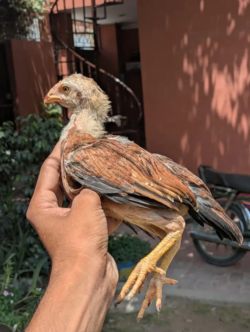 Top High Quality Pure Bloodline Home Breed Aseel Chicks. — photo 5