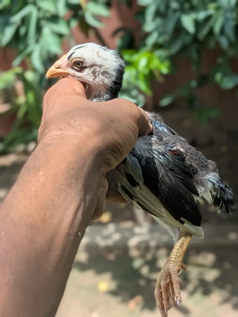 Top High Quality Pure Bloodline Home Breed Aseel Chicks. — photo 6