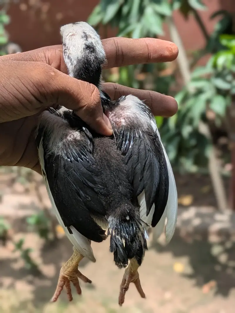 Top High Quality Pure Bloodline Home Breed Aseel Chicks. — photo 7