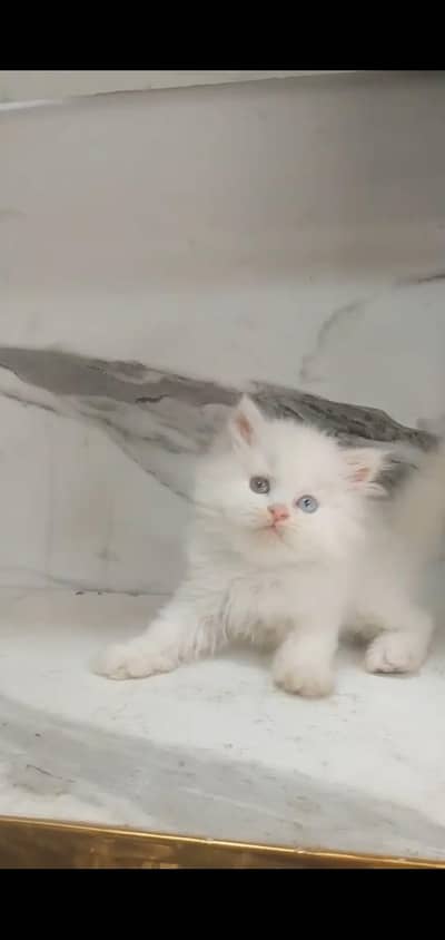quality Persian kitten little train WhatsApp 03435587274
