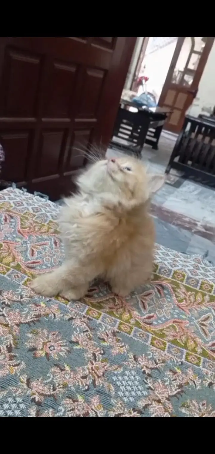 quality Persian kitten little train WhatsApp 03435587274 — photo 2