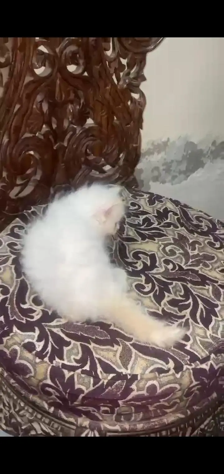 quality Persian kitten little train WhatsApp 03435587274 — photo 4