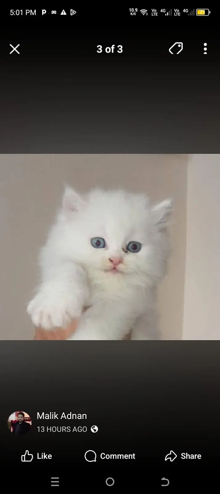 quality Persian kitten little train WhatsApp 03435587274 — photo 5