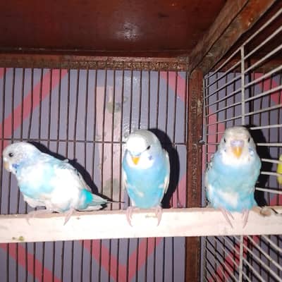ostralian parrots