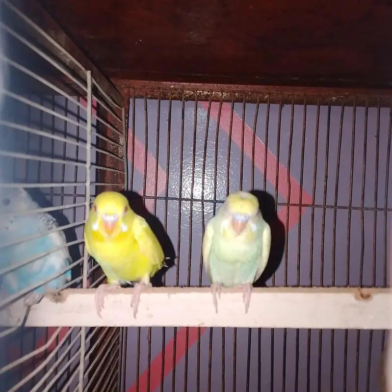 ostralian parrots — photo 2