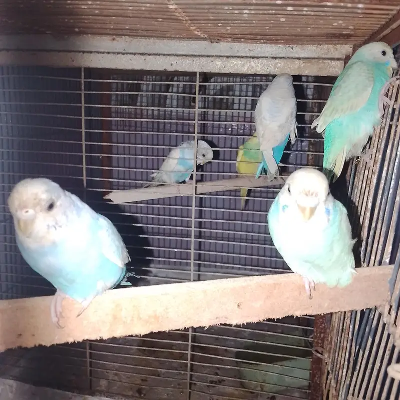 ostralian parrots — photo 3