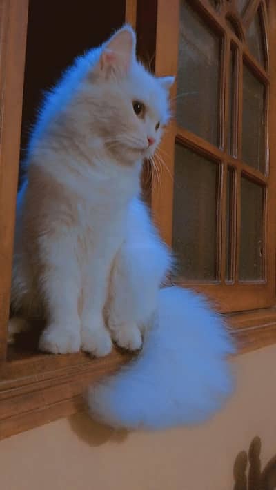 White Persian female cat