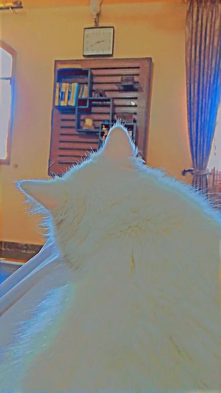 White Persian female cat — photo 2