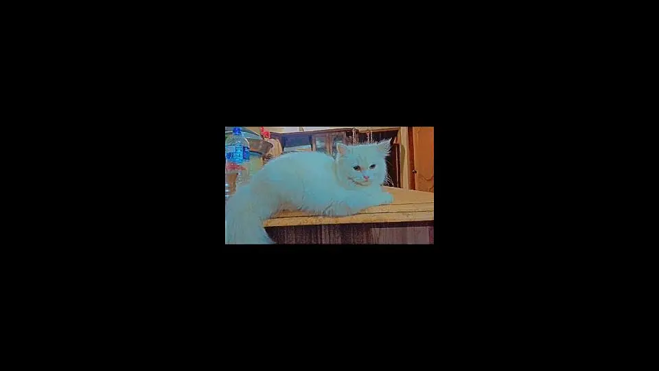 White Persian female cat — photo 3