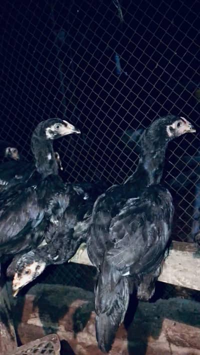 Aseel pathy & chicks