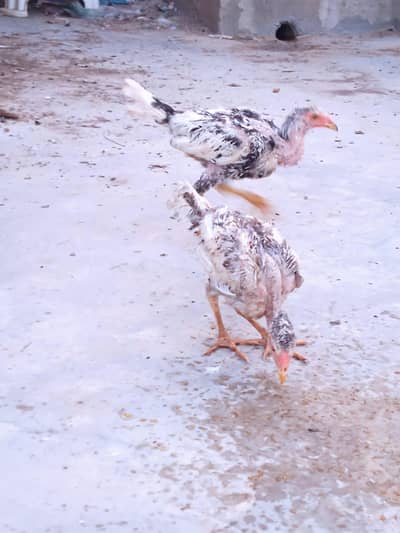 six month ky aseel chicks ha 03402417478