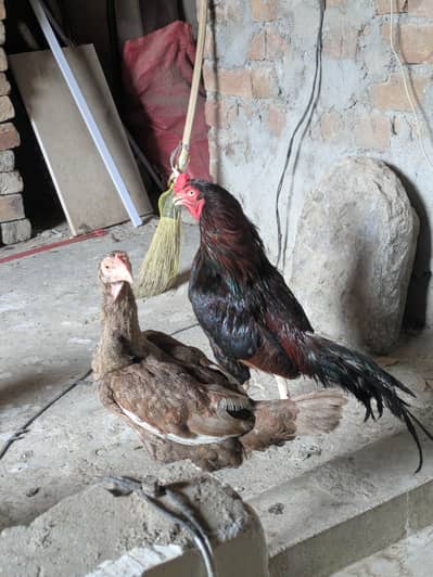 Aseel pair and 3 desi murgeya eggs de rahi ha sari Available