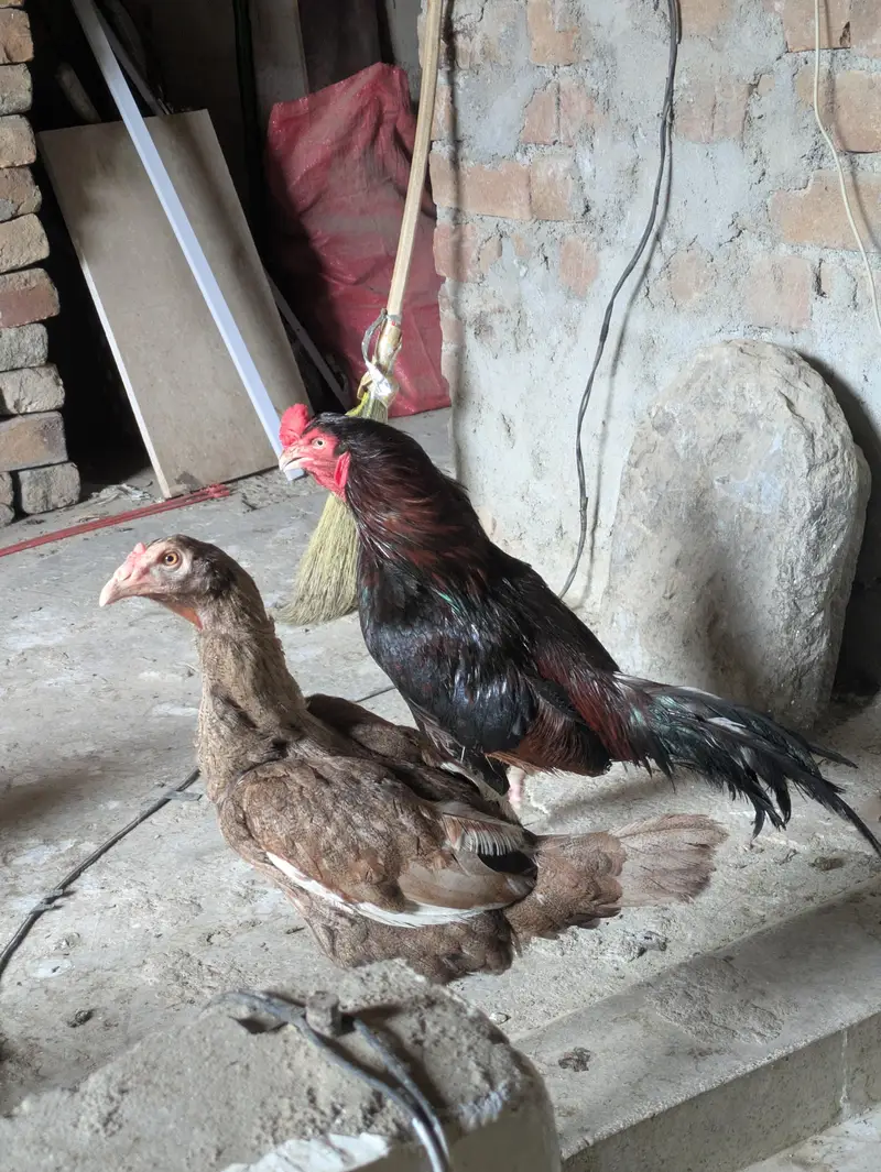 Aseel pair and 3 desi murgeya eggs de rahi ha sari Available — photo 2