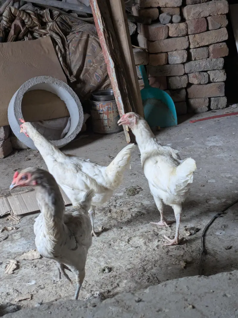 Aseel pair and 3 desi murgeya eggs de rahi ha sari Available — photo 3