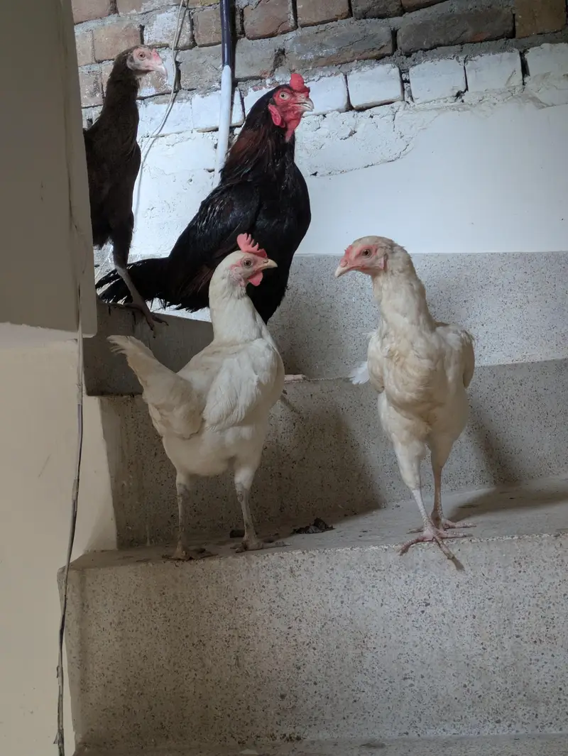 Aseel pair and 3 desi murgeya eggs de rahi ha sari Available — photo 4