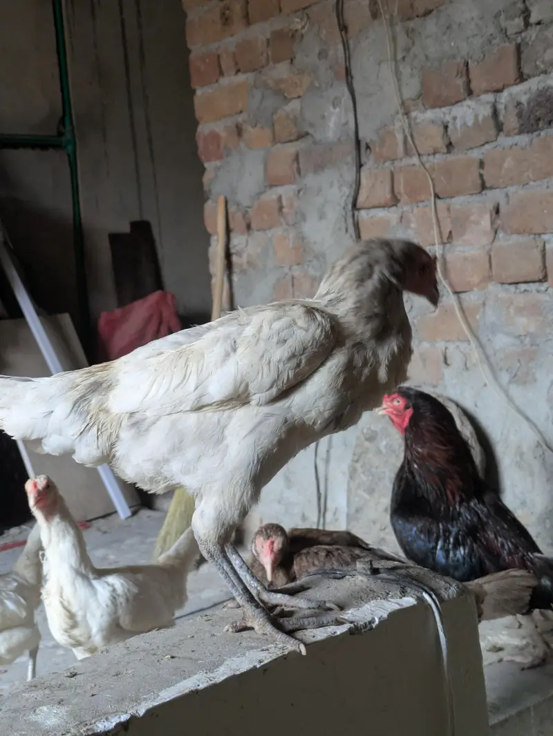 Aseel pair and 3 desi murgeya eggs de rahi ha sari Available — photo 5