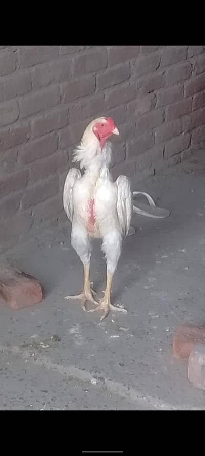 pure white oshamo