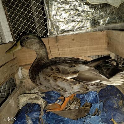 Mallard Male Duck