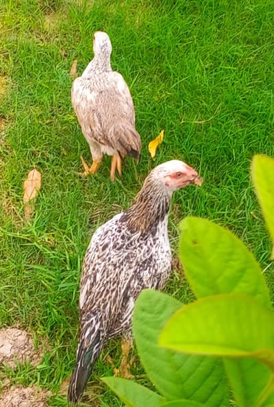 Aseel pair