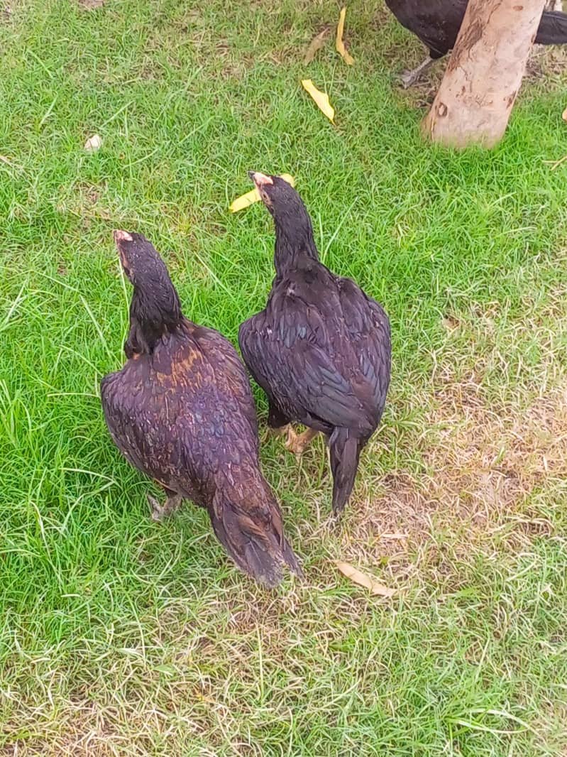 Aseel pair 1