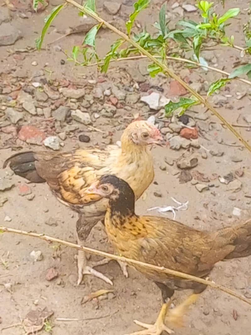 Aseel pair 2