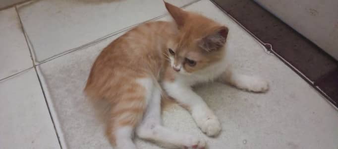 kittens for sale