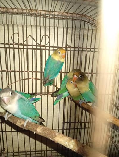 love bird and jawa breader pairs