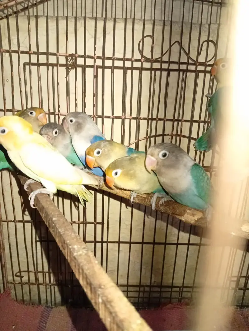 love bird and jawa breader pairs — photo 2