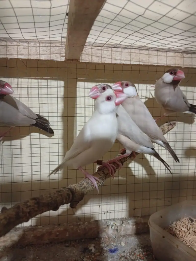 love bird and jawa breader pairs — photo 3