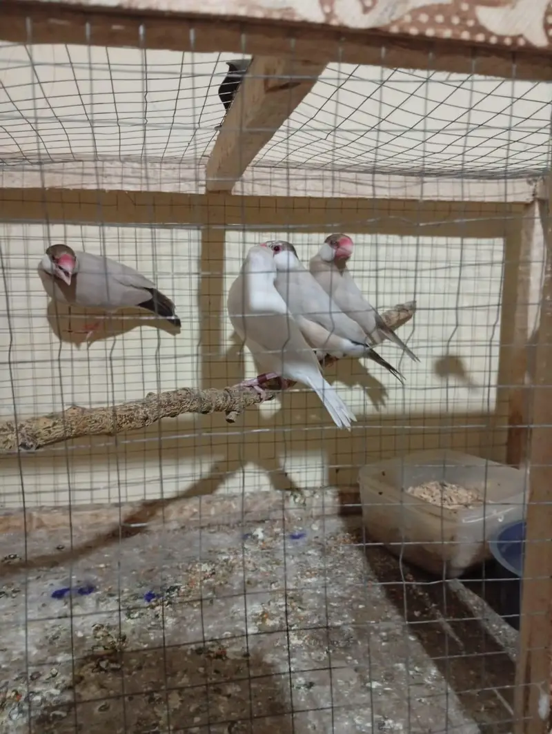 love bird and jawa breader pairs — photo 4