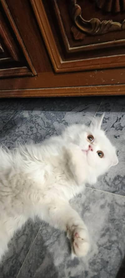 triple coat persian cat homebreed