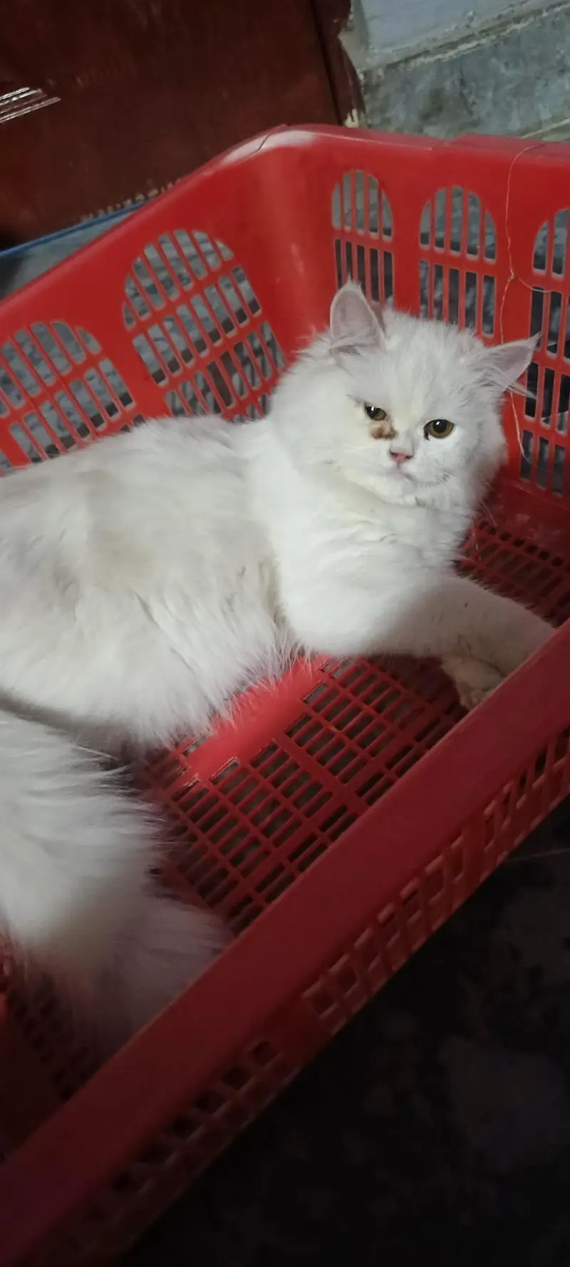triple coat persian cat homebreed — photo 2
