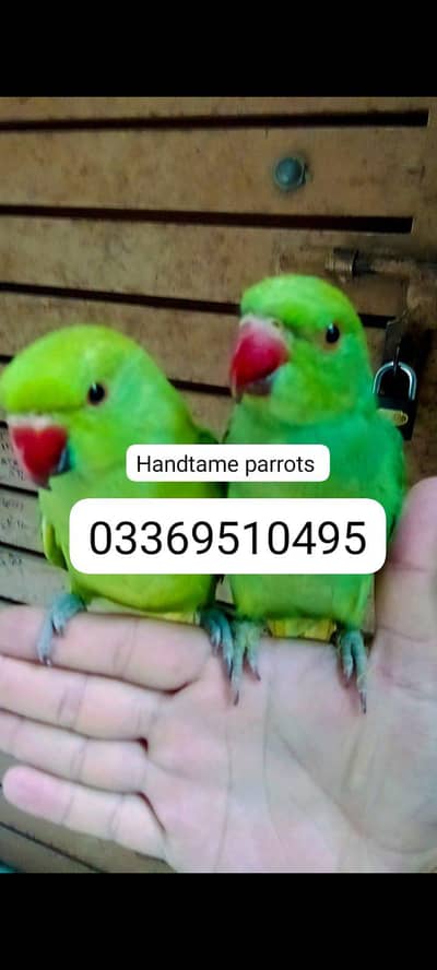 Single parrot 5500 pair 11000 Green ringneck parrots handtame