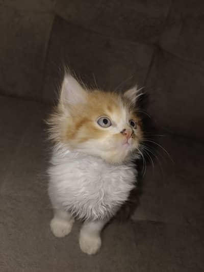 Persian calico