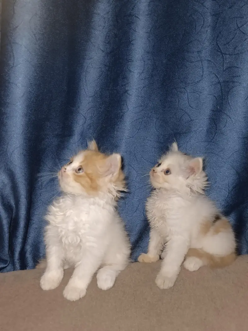 Persian calico — photo 2