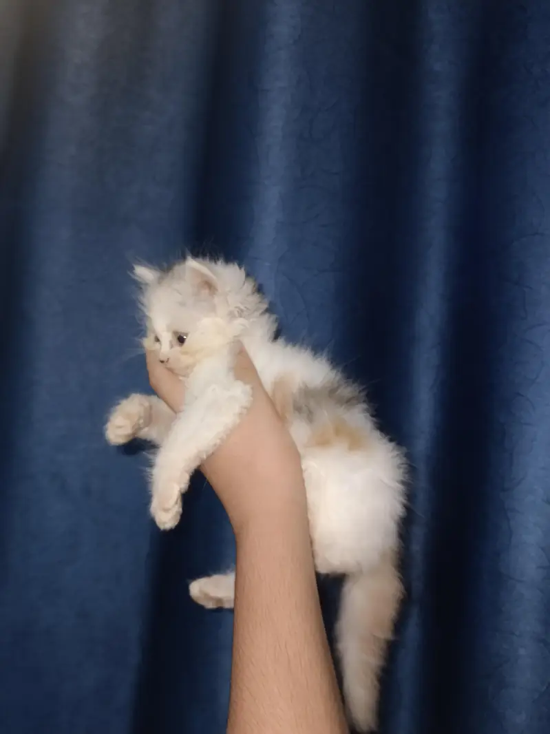 Persian calico — photo 3