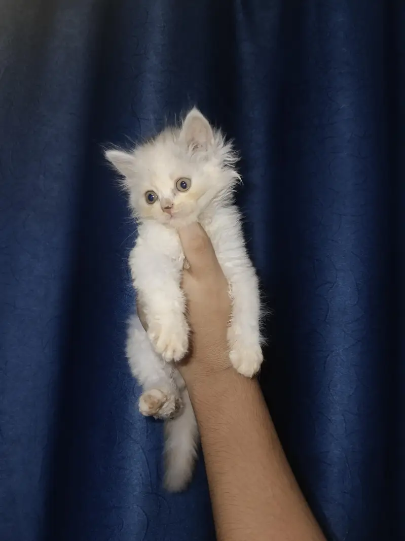 Persian calico — photo 4