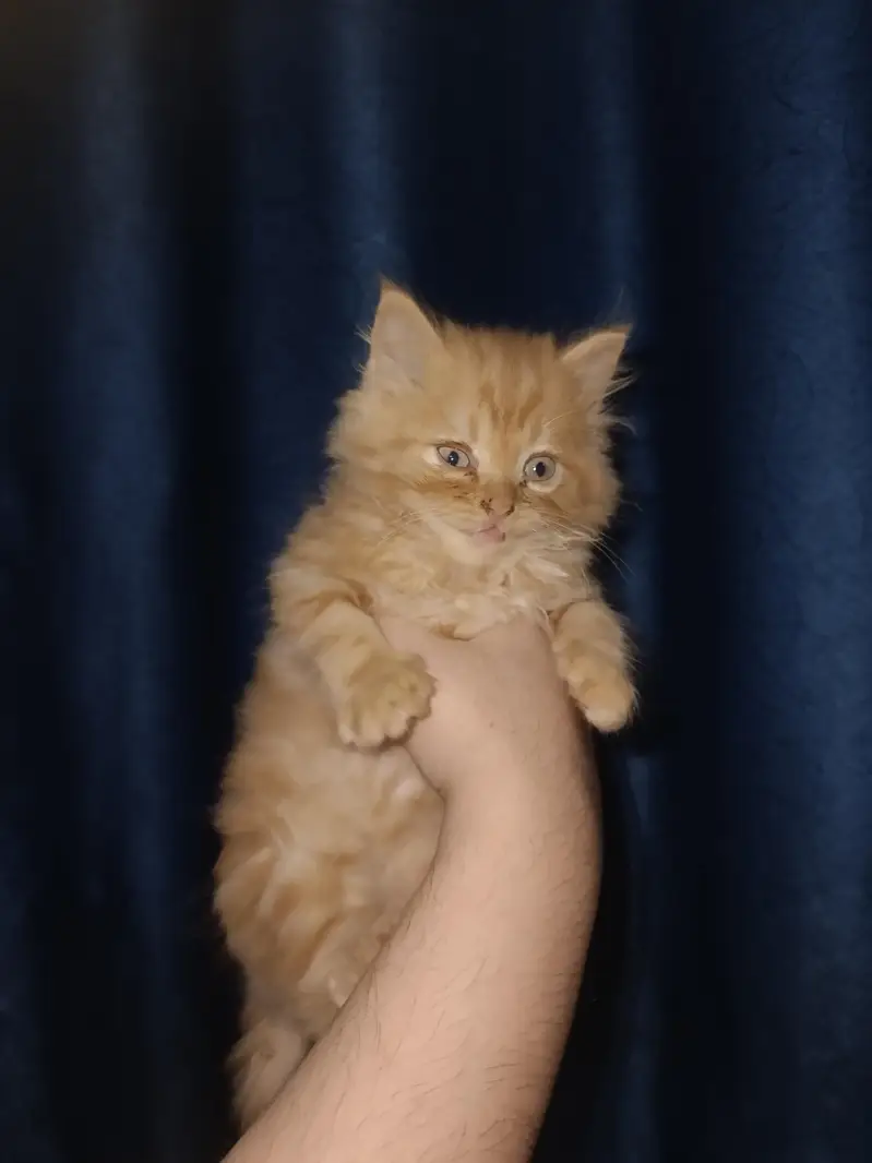 Persian calico — photo 5