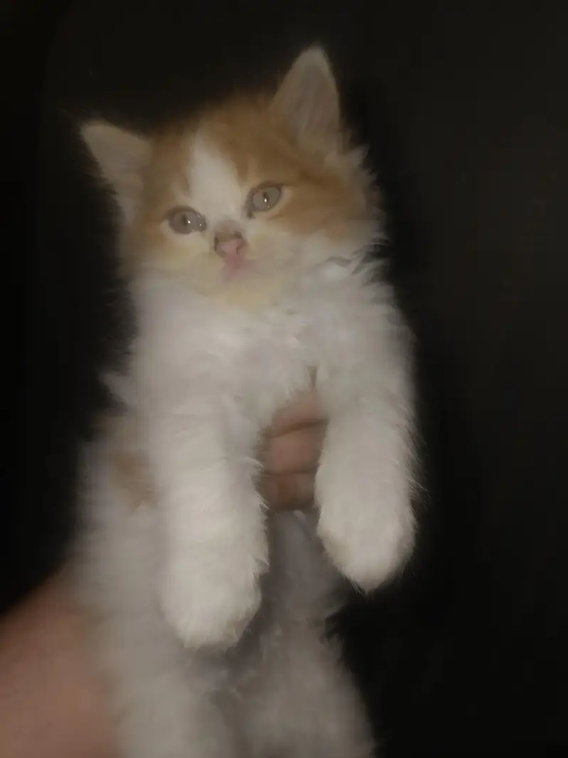 Persian calico — photo 6